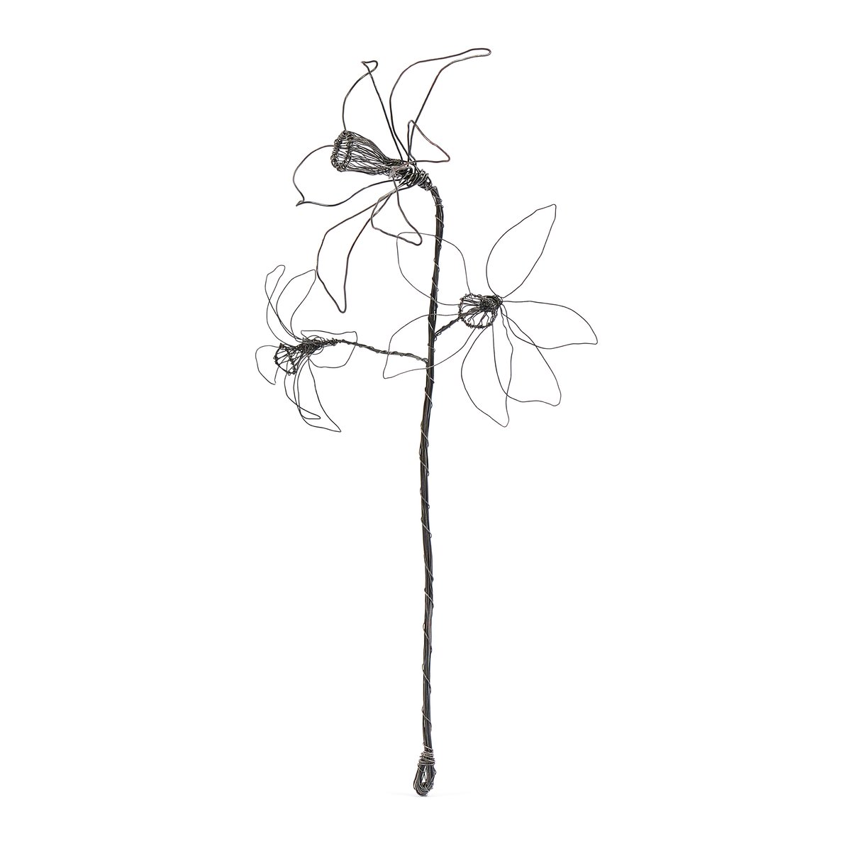 Three headed Daffodil