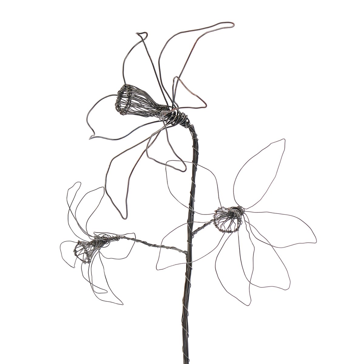 Three headed Daffodil