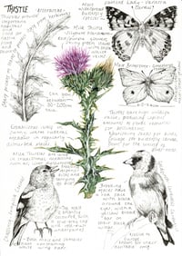 Image 1 of A4 Thistle Print 