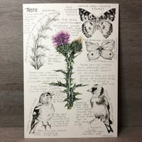 Image 2 of A4 Thistle Print 