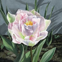 Image 1 of Tulip Print 20x20cml