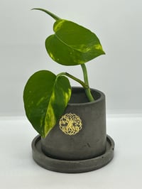 Image 2 of 3"x3" Round Cement Pot