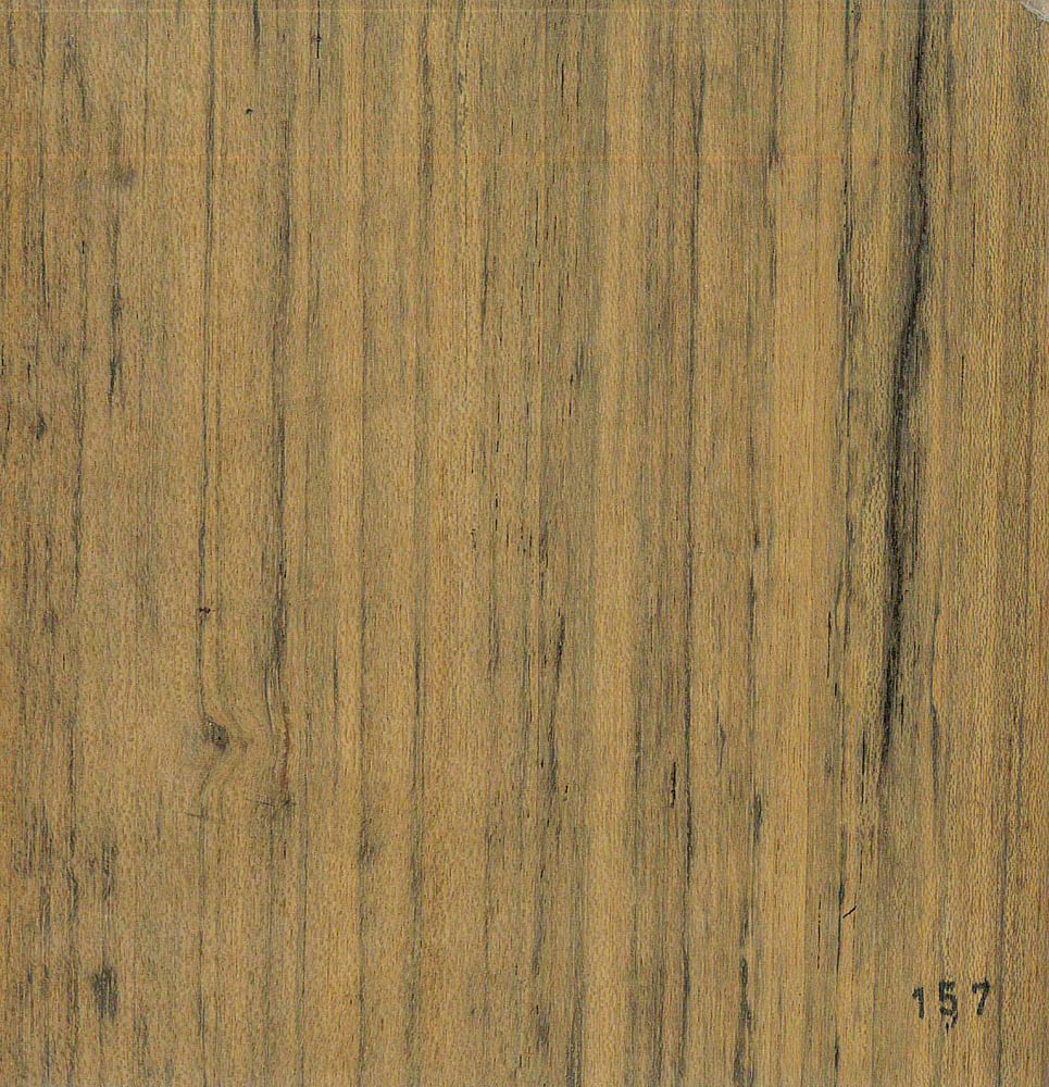 Image of Tropical Olive (157)