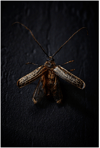 Huhu Beetle • The Bug Project