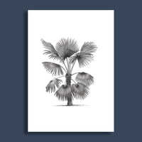 Image 3 of Palm #1 Giclee Print