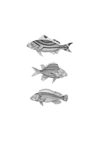 Image 4 of 3 Fish #2 Fine Art Giclee print
