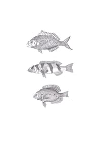 Image 5 of 3 Fish #1  Giclee print