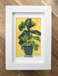 Fiddle Leaf Fig