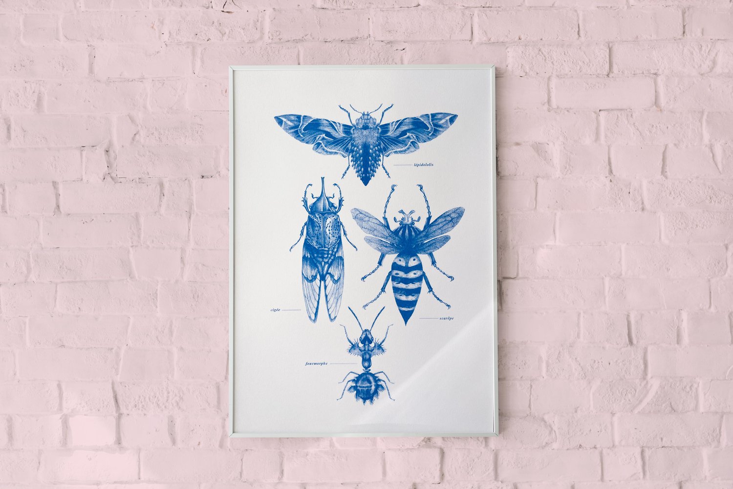 planche d'insectes n°2 — Marieke