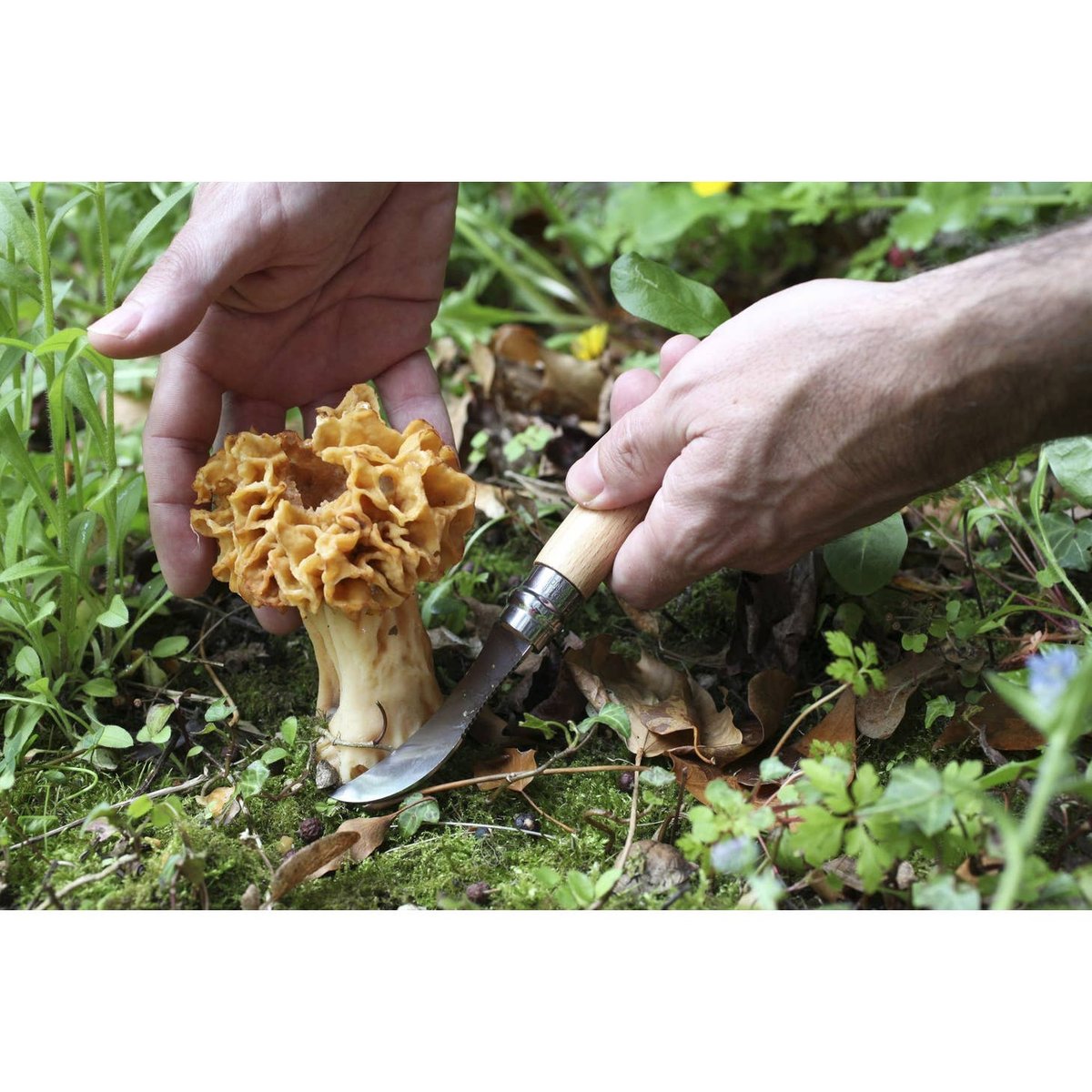 Image of Opinel N°8 Mushroom Knife with Brush 