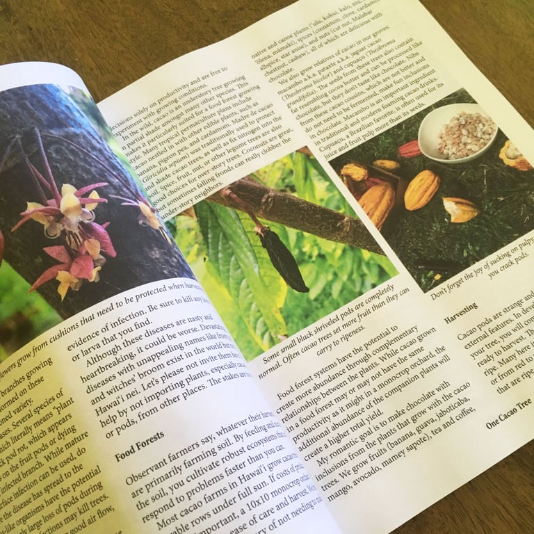 One Cacao Tree Image 2