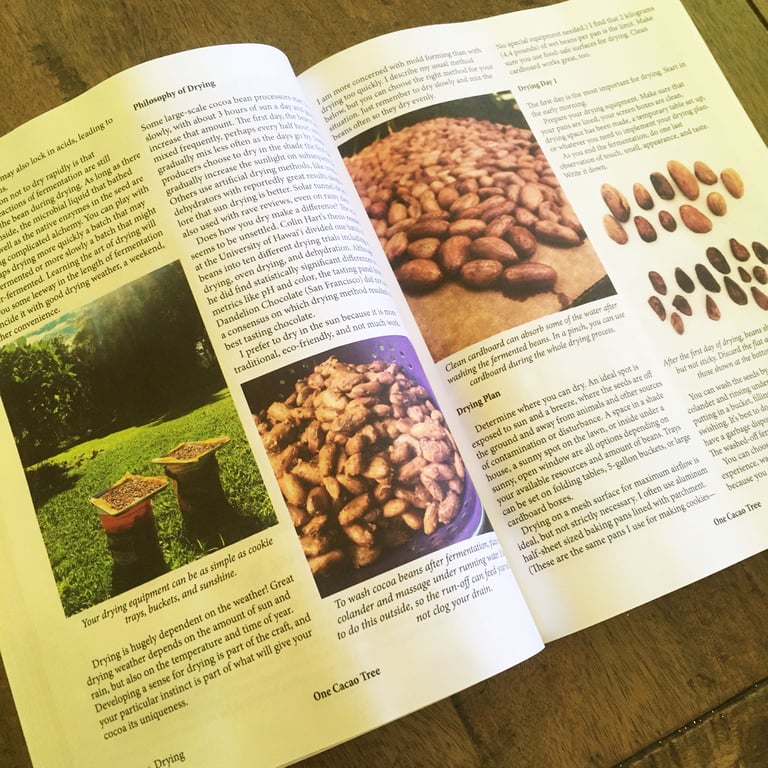 One Cacao Tree Image 3