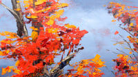 Image 2 of - Autumn's Path -