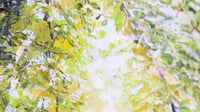 Image 4 of - Peeking Through -