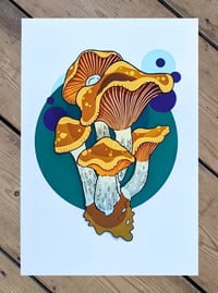 Image 1 of Psilocybe  Cyanescens