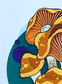 Image 2 of Psilocybe  Cyanescens