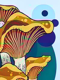 Image 3 of Psilocybe  Cyanescens