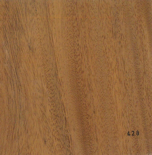 Image of Mahogany (Indian) (428)