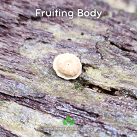 Image 2 of Beige Horsehair (Marasmius Tubulatus) Live Mycelium Mushroom Culture Spawn Seed