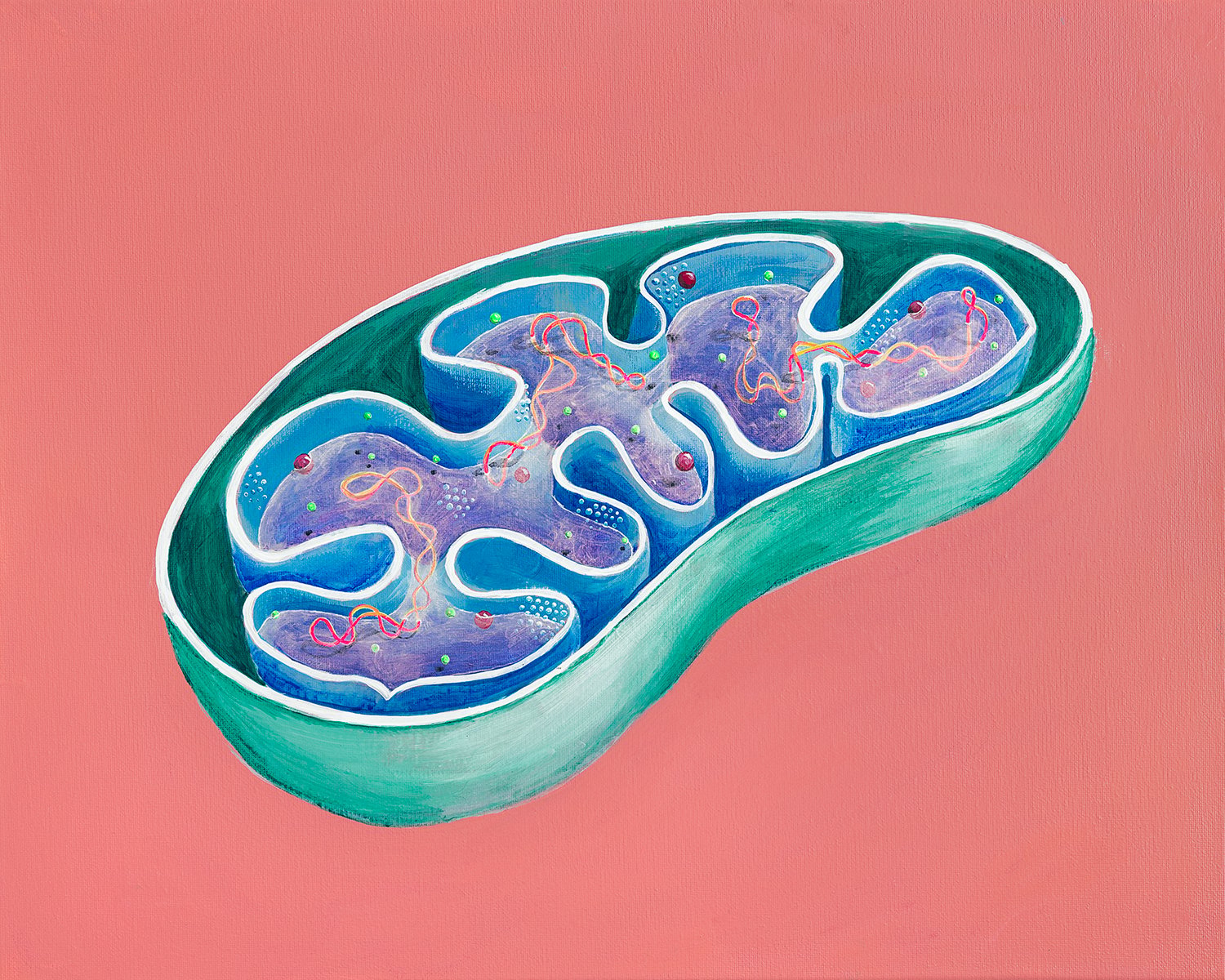 Mitochondria Print | imdrawinghere