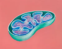 Image 1 of Mitochondria Print