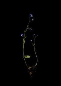 Image 1 of Forget Me Not ii