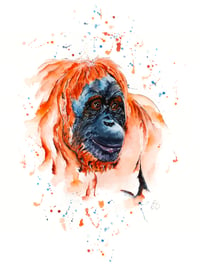 Image 1 of Orangutan - WWF Wildlife Collection