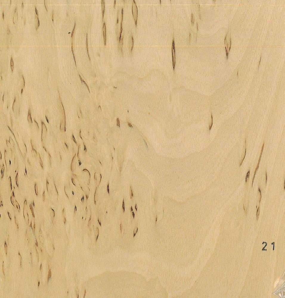 Image of Birch (Masur) (21)