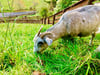 Brown and White Saanen Goat