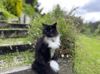 Black and White Munchkin Cat