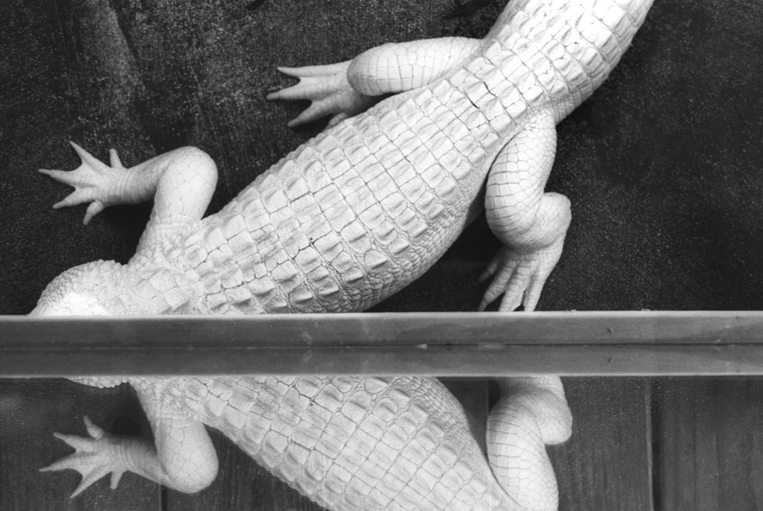 Albino Alligator, Alligator Farm, Saint Augustine, 2001- Walter Coker