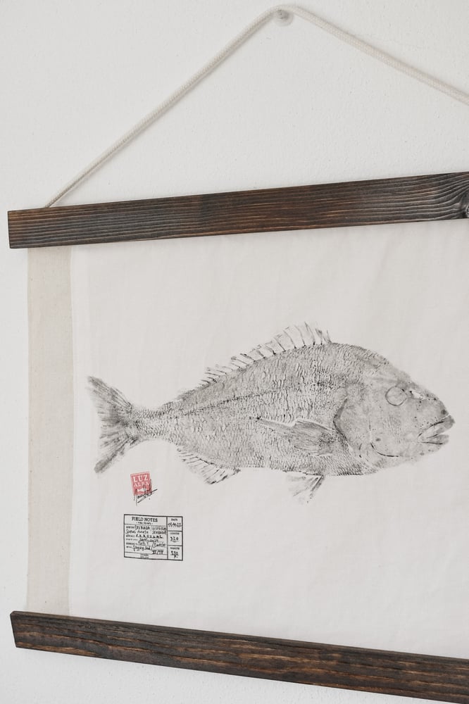 Image of Dourada | G. Seabream