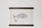Image of Dourada | Gilthead Bream
