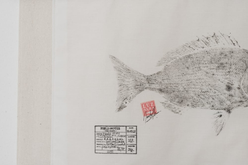 Image of Chopa | Black Seabream