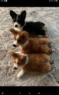 Image 2 of 14" large Corgi Sploot( any color options available)