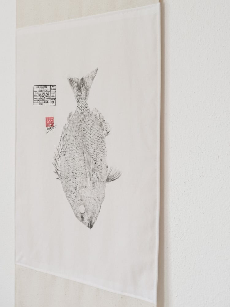 Image of Sargo | EU Seabream