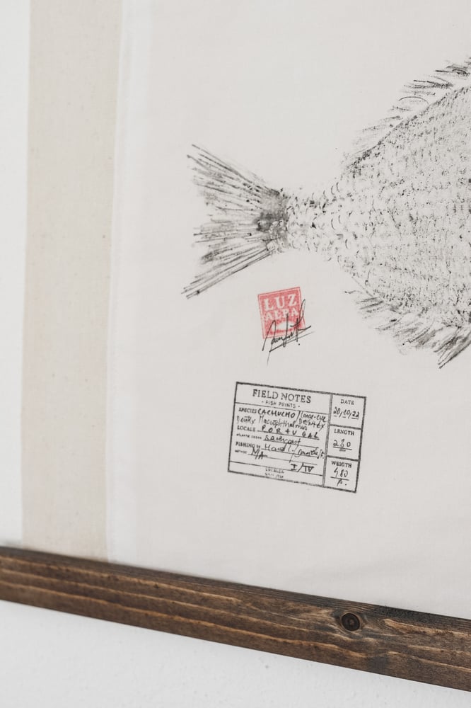 Image of Cachucho | Large-eye Dentex