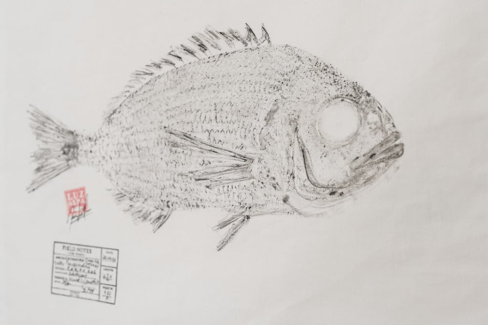 Image of Cachucho | Large-eye Dentex