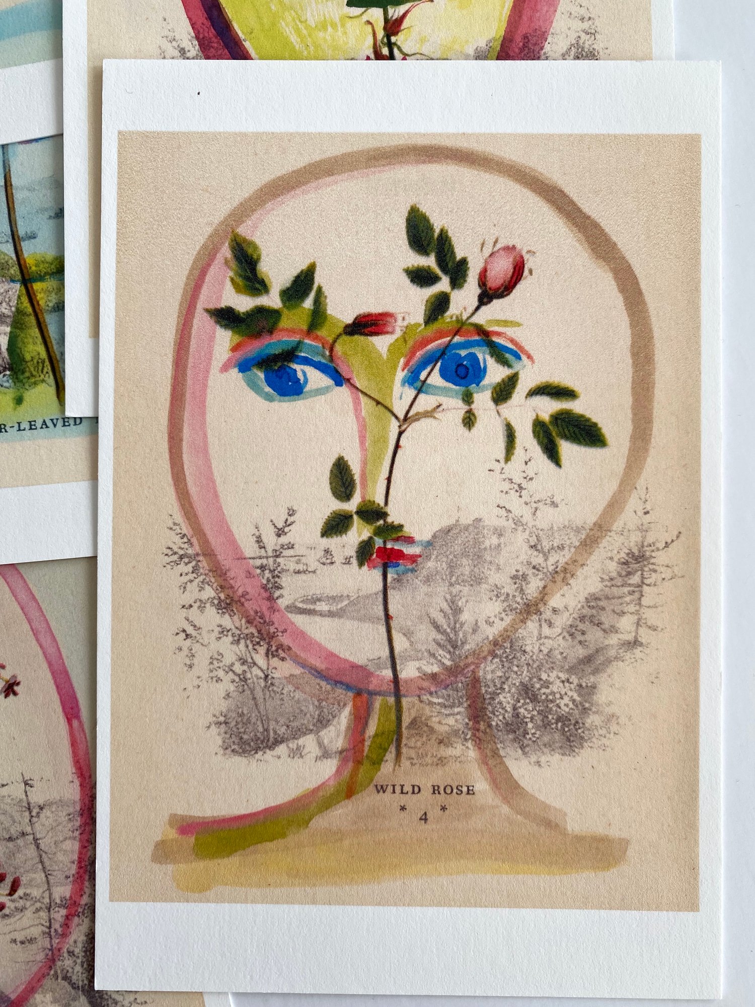 Image of 'Wildflower Heads' Limited Edition Box Set