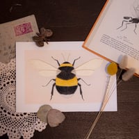 Bumble Bee 