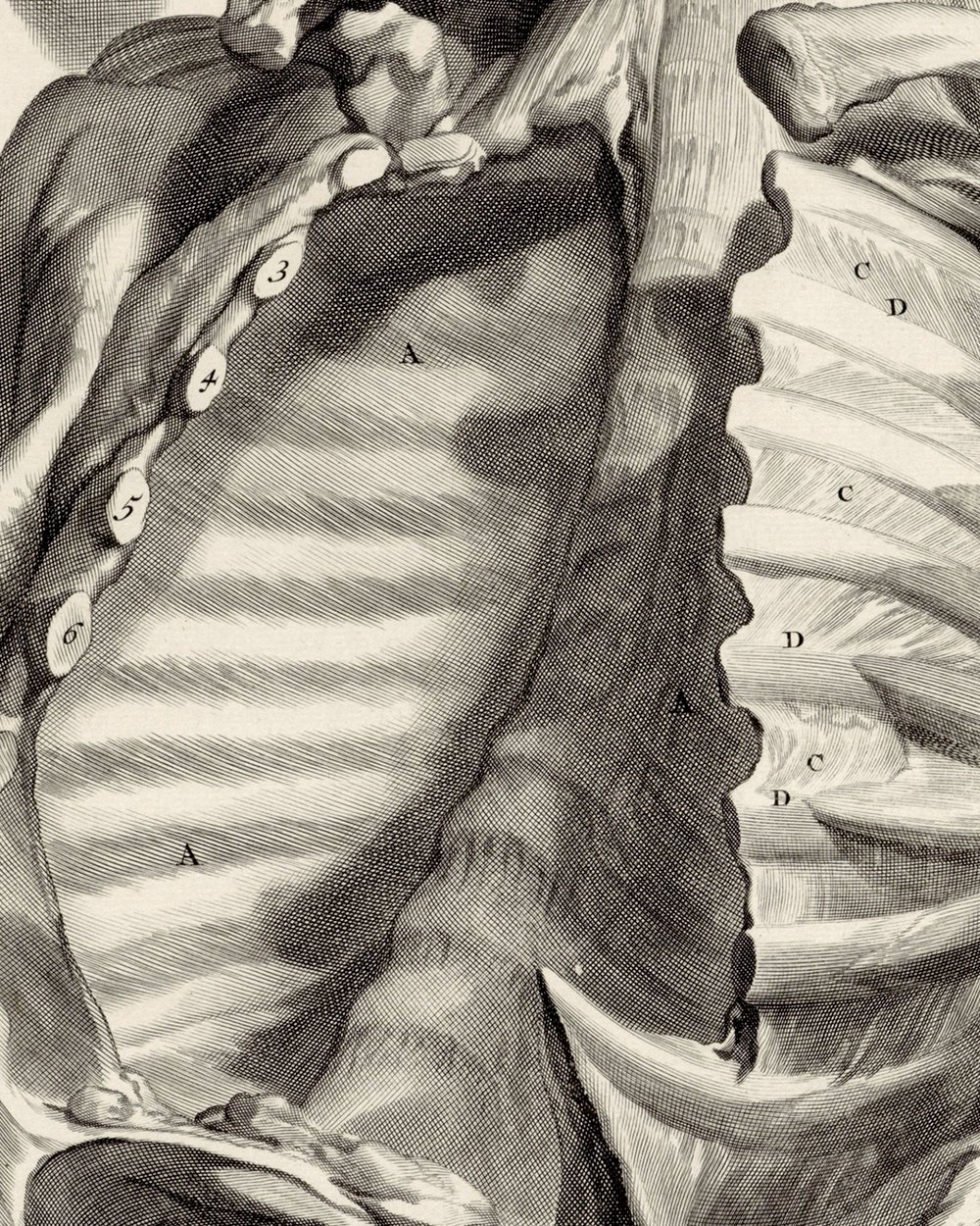 ''Anatomical study of the open chest'' (1685)