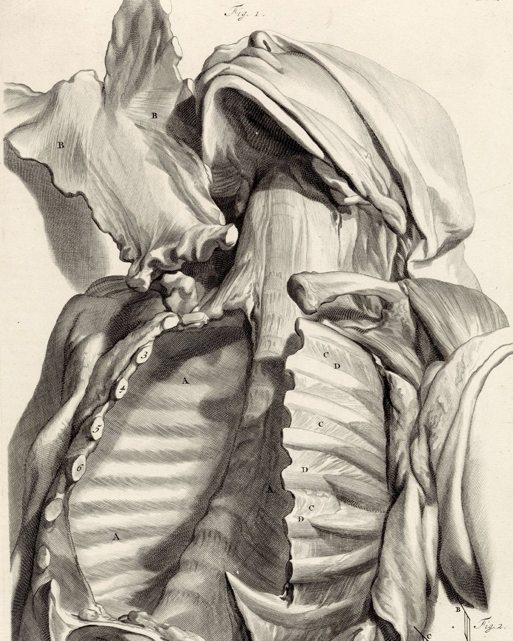 ''Anatomical study of the open chest'' (1685)