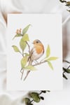 Robin bird | Watercolor Art Print