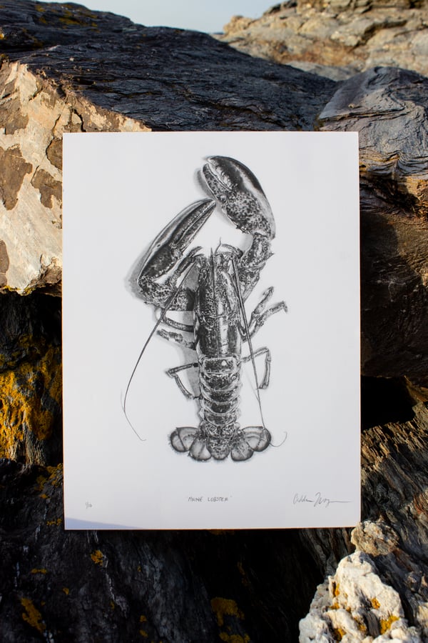 Image of Maine Lobster