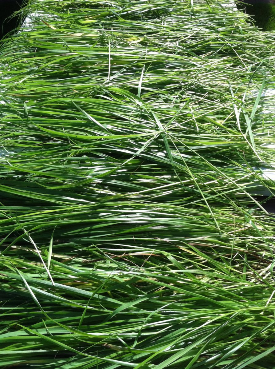 Sweet Energy Botanical Aromatic Mist a Life Balanced