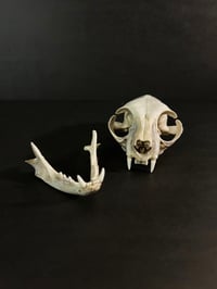 Image 5 of Cat Skull