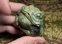 Image 3 of serpentine froggo