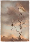 Riroriro ( Grey Warbler ) Art Print Limited edition