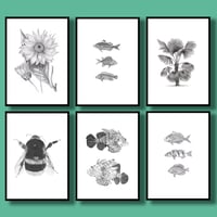Image 3 of Set of 6 Giclee prints