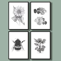 Image 3 of Set of 4 Giclee prints